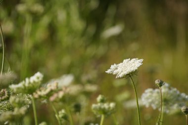 Kraliçe Anne 'in danteli. Vahşi havuç ya da Daucus carota olarak da bilinir.