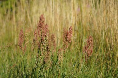 Curly dock veya Rumex crispus