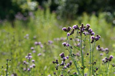 İnce devedikeni veya Carduus tenuiflorus