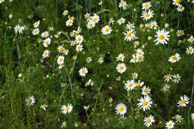 Oxeye papatyaları veya Leucanthemum vulgare ay papatyaları olarak da bilinir, Marguerite.