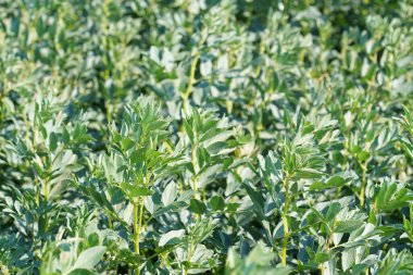 Gündüz yeşil yapraklı arazi görüntüsü 