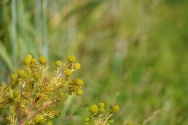 Alman papatyası ya da Matricaria papatyası Kokulu yosun olarak da bilinir.