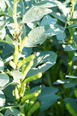 Güneş ışığında yeşil bitkiler üzerinde fasulye kabukları 