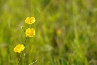 Shrubby cinquefoil veya Dasiphora fruticosa yaygın isimleri altın hardhack, widdy ve kuril tea içerir
