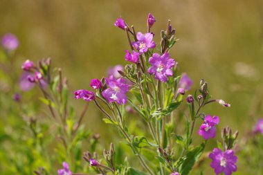 Kıllı Willowhere ya da Epilobium hirsutum