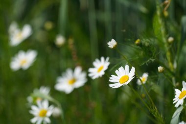 Oxeye papatyaları veya Leucanthemum vulgare ay papatyaları olarak da bilinir, Marguerite.