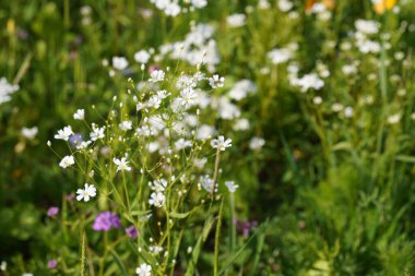 Zıplayan bahis ya da Saponaria officinalis Vahşi Tatlı William olarak da bilinir, karga sabunu.