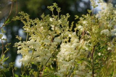 Meadowsweet ya da Filipendula ulmaria Bridewort olarak da bilinir, çayırın gururu, bal-tatlı