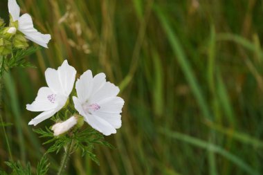Musk mallow veya Malva moschata Hollyhock olarak da bilinir.