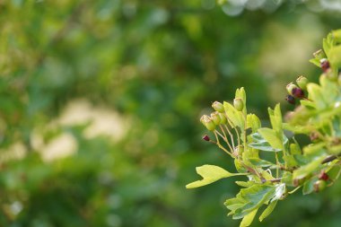 Bilinen adıyla Maythorn, Whitethorn, Quickthorn, Motherdie.