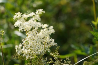 Meadowsweet ya da Filipendula ulmaria Bridewort olarak da bilinir, çayırın gururu, bal-tatlı