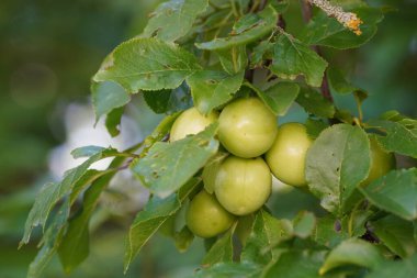 Prunus domestica veya Avrupa erikleri Damson olarak da bilinir.