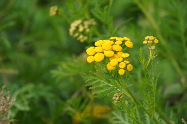 Tansy ya da Tanasetum vulgare de Altın düğmeler olarak bilinir.