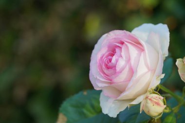 Gül bahçesinde bulunan arka plan bulanık 