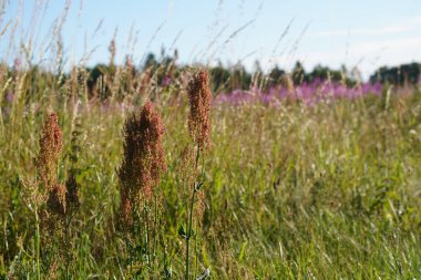 Curly dock veya Rumex crispus