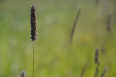 Timothy ya da Phleum pratense yaygın kedi kuyruğu olarak da bilinir, Herdsgrass