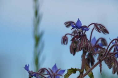 Sıkıntı ya da Borago yetkilileri ayrıca Hasat Örtüsü, Beebread, Tailwort olarak da bilinir.