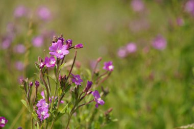 Kıllı Willowhere ya da Epilobium hirsutum