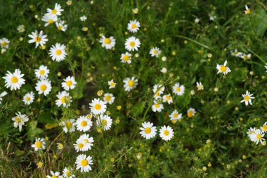 Oxeye papatyaları veya Leucanthemum vulgare ay papatyaları olarak da bilinir, Marguerite.