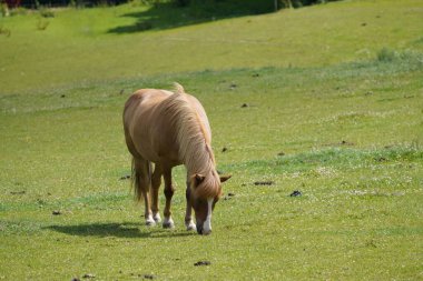 Gündüz vakti çayırda at otluyor. 