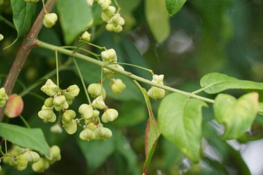 Avrupa spindletree veya Euonymus europaeus yaygın spindletree, Spindleberry olarak da bilinir.