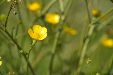 Shrubby cinquefoil veya Dasiphora fruticosa yaygın isimleri altın hardhack, widdy ve kuril tea içerir
