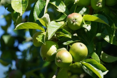 Avrupa yaban elması veya Malus sylvestris