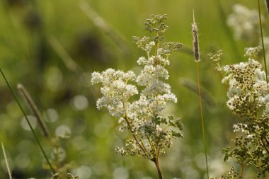 Meadowsweet ya da Filipendula ulmaria Bridewort olarak da bilinir, çayırın gururu, bal-tatlı