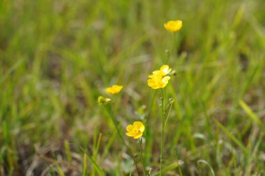 Shrubby cinquefoil veya Dasiphora fruticosa yaygın isimleri altın hardhack, widdy ve kuril tea içerir