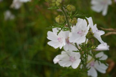 Musk mallow veya Malva moschata Hollyhock olarak da bilinir.