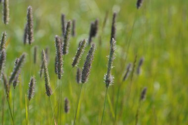 Timothy ya da Phleum pratense yaygın kedi kuyruğu olarak da bilinir, Herdsgrass