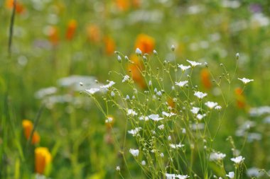 Zıplayan bahis ya da Saponaria officinalis Vahşi Tatlı William olarak da bilinir, karga sabunu.
