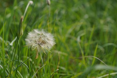 Karahindiba Bud 'ı kapadım. Yeşil çimlerde karahindiba beyaz çiçek.