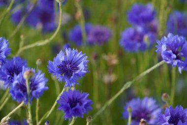 Mavi Şişe olarak da bilinen bahçe çiçekleri veya Centaurea siyanüsü.