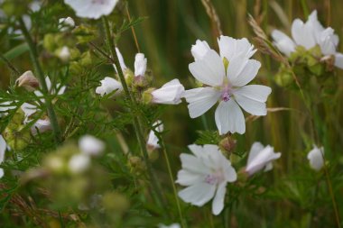 Musk mallow veya Malva moschata Hollyhock olarak da bilinir.