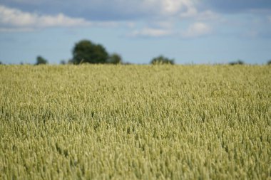 Ekmek Buğdayı veya Triticum aestivum olarak da bilinir.
