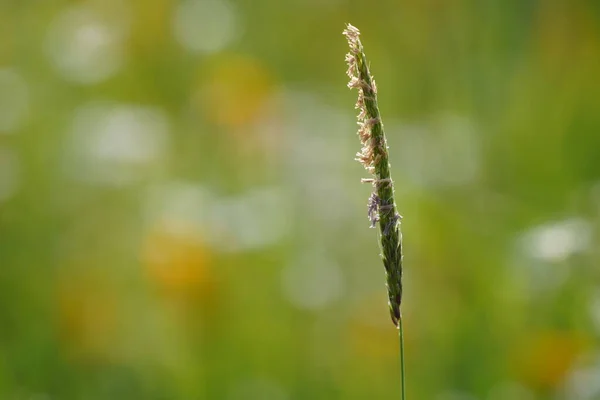 Herbe Verte Dans Prairie — Photo