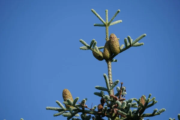 Fir Tree Cones Green Branches Blue Sky Background — Stock Photo, Image