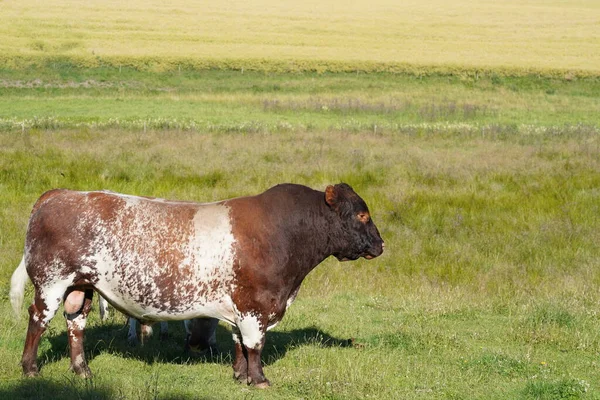 Αγελάδα Βόσκηση Πράσινο Λιβάδι Κατά Την Ημέρα — Φωτογραφία Αρχείου