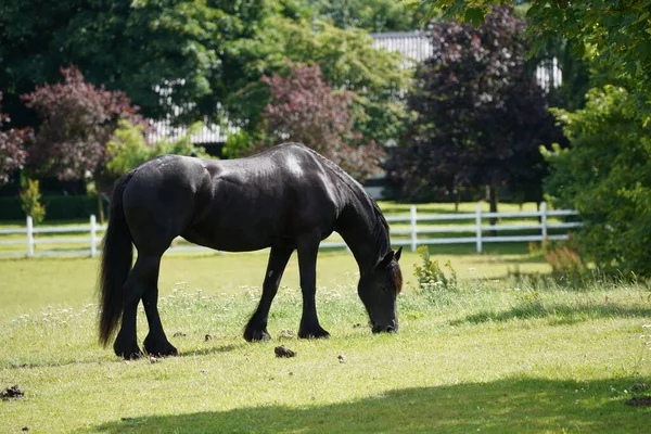 Kuda Merumput Padang Rumput Pada Siang Hari — Stok Foto