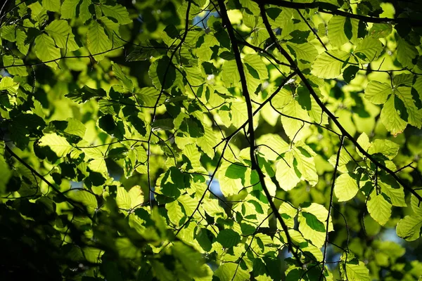 Πράσινο Δέντρο Στο Φως Του Ήλιου — Φωτογραφία Αρχείου