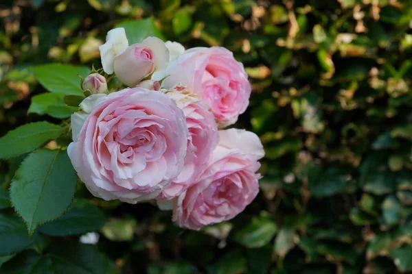Róże Ogrodzie Niewyraźne Tło — Zdjęcie stockowe