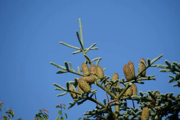 Firavun Ağaç Konileri Mavi Arkaplanda Yeşil Dallar Üzerinde — Stok fotoğraf