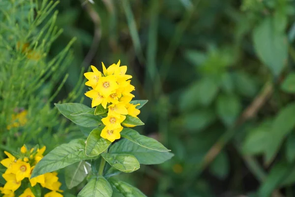 Große Gelbe Lose Auch Bekannt Als Lysimachia Punctata Kreisförmige Blüten — Stockfoto