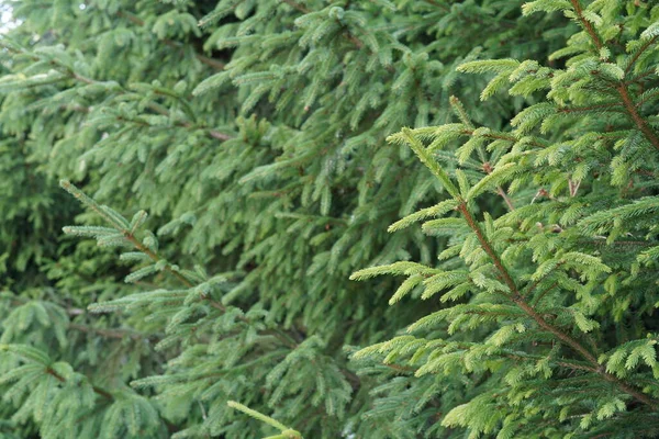Abies Nordmanniana Branches Sapin Caucase Gros Plan — Photo