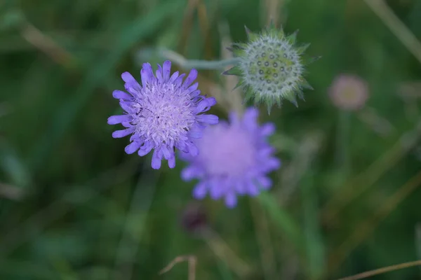 stock image Flowers of the purple cornflower, close up