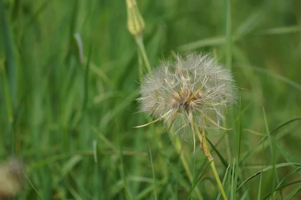 Закрытый Бад Одуванчика Одуванчик Белый Цветок Зеленой Траве — стоковое фото