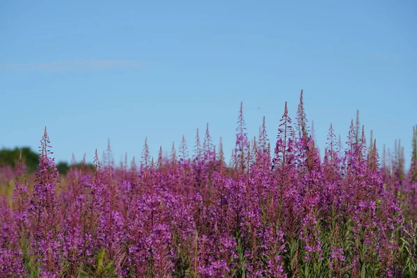 Kıllı willowhere ya da Epilobium hirsutum