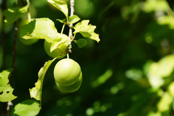 Prunus Domestica Prunes Européennes Également Connues Sous Nom Damson — Photo
