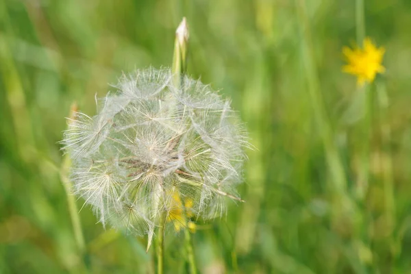 关闭的蒲公英芽 绿草中的蒲公英白花 — 图库照片